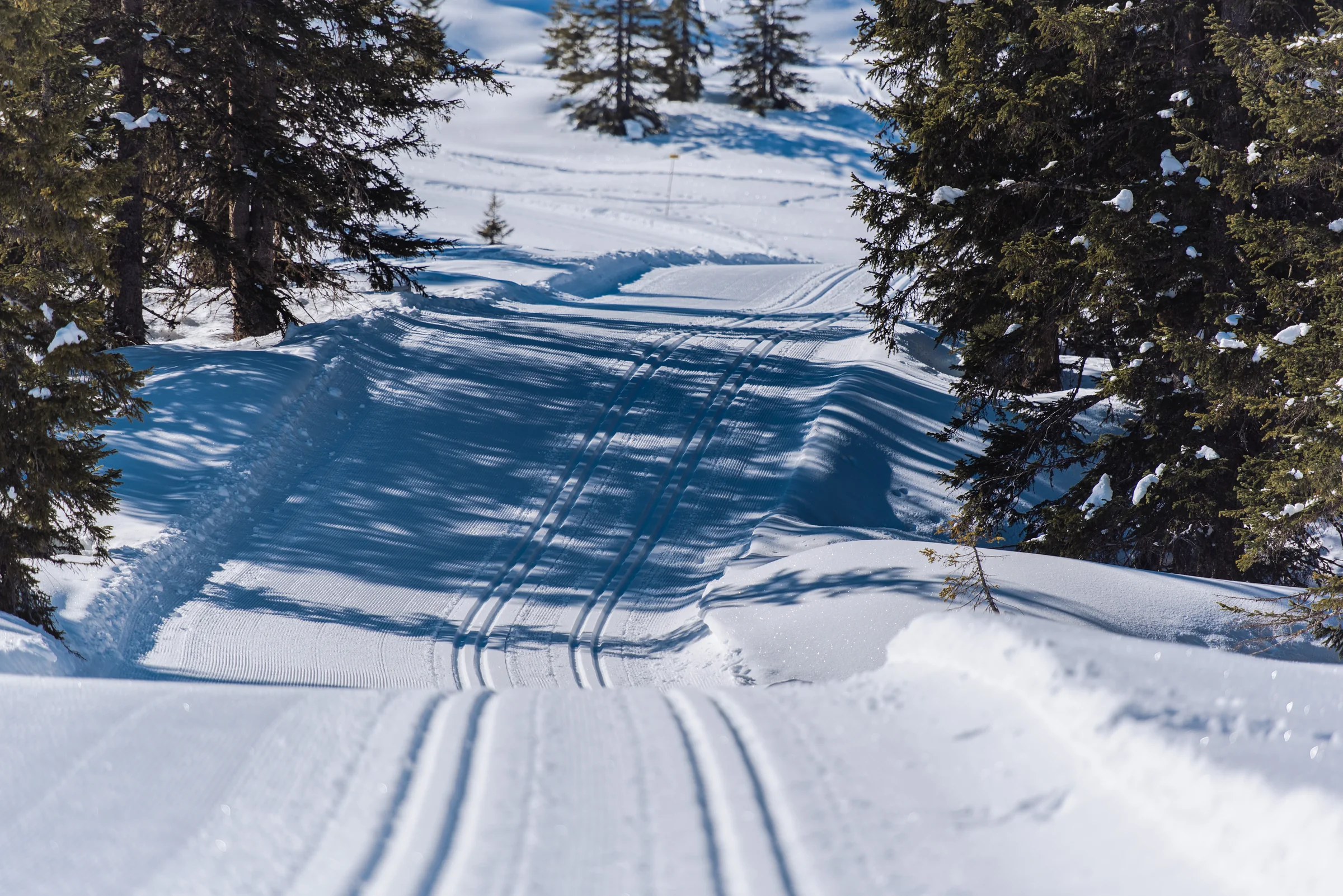 Langlaufen – Langlaufdetail, Höhenloipe oder Winterlandschaft